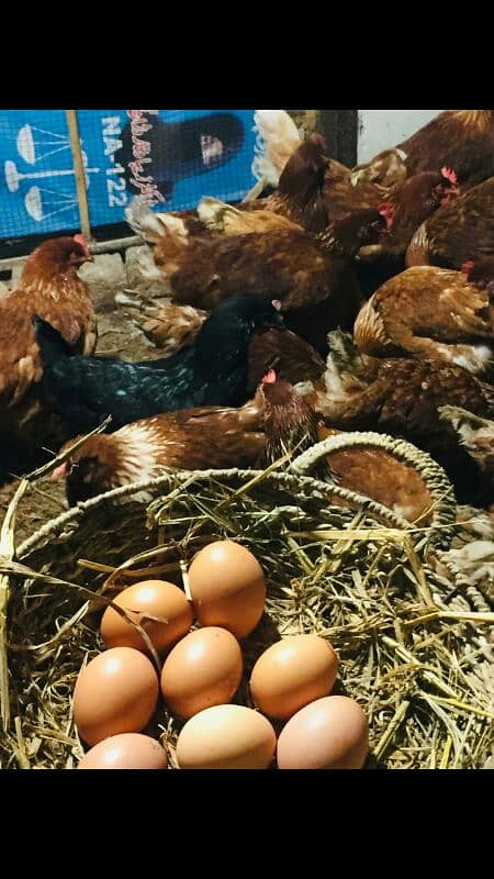 Lohmen brown full fertile eggs 1