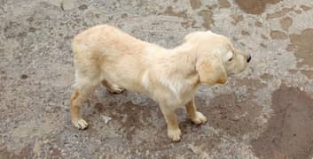 female pure labrador