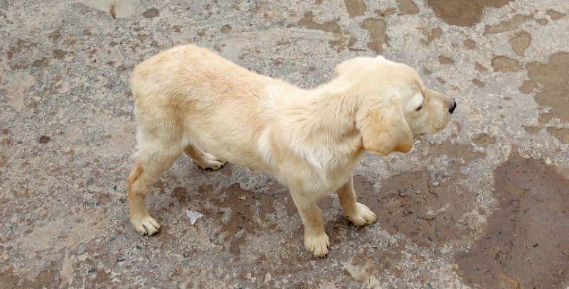 female pure labrador 2