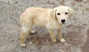 Labrador female