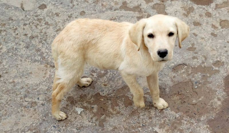 female pure labrador 0