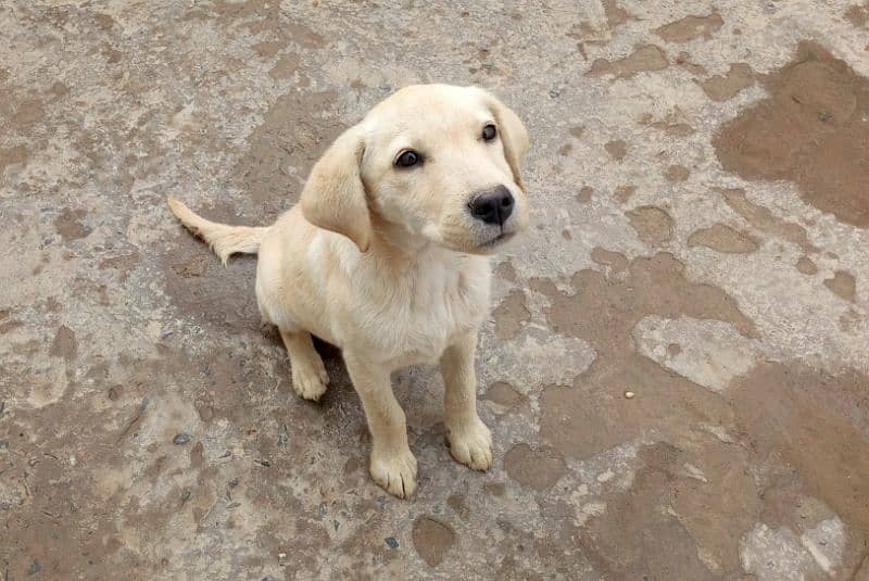 female pure labrador 1