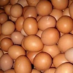 pure desi eggs avalible ha 03330203898