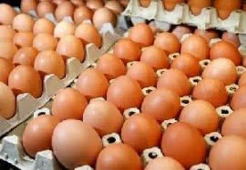 pure desi eggs avalible ha 03330203898 1