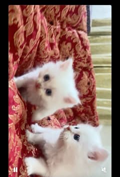 persian kitten , triple coated, litter trained,1.5 month age,vacinat