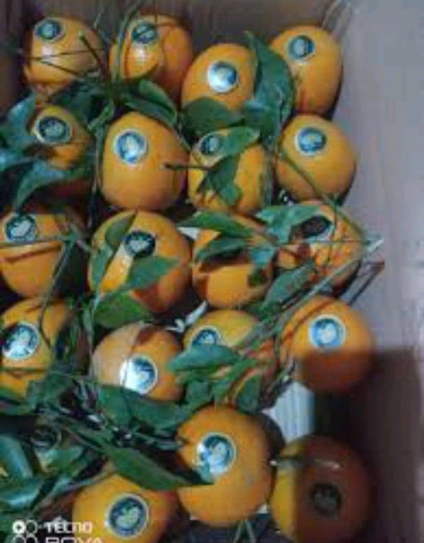 Fresh kinnow/oranges/malta 3