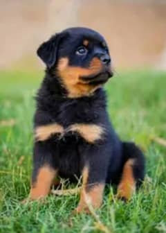 ROTTWEILER