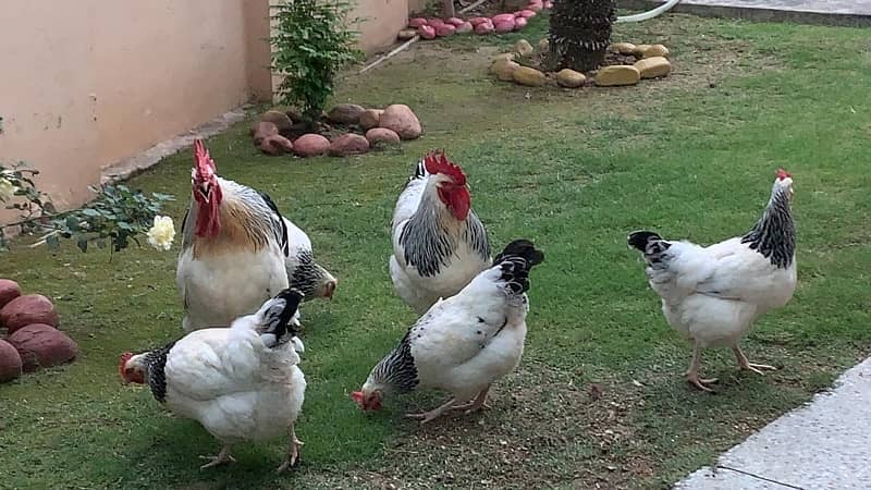 light susex eggs and chicks for sale 0