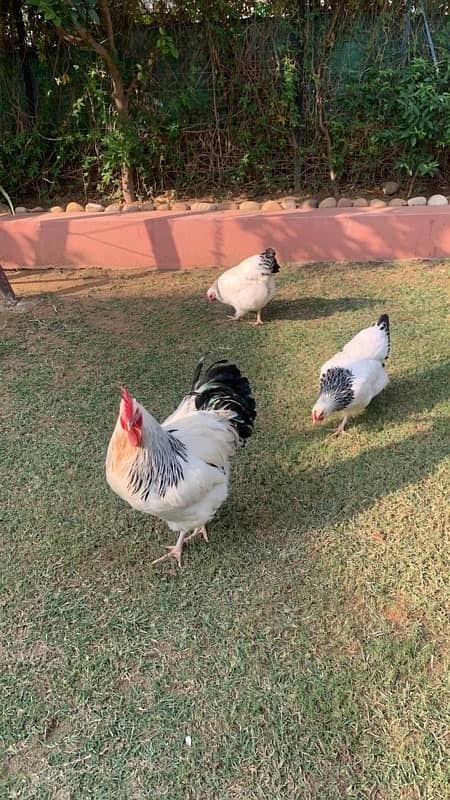 light susex eggs and chicks for sale 2