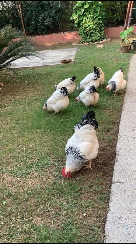 light susex eggs and chicks for sale 3