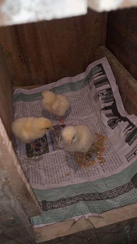 light susex eggs and chicks for sale 4