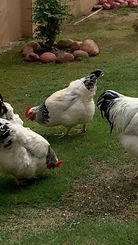 light susex eggs and chicks for sale 5