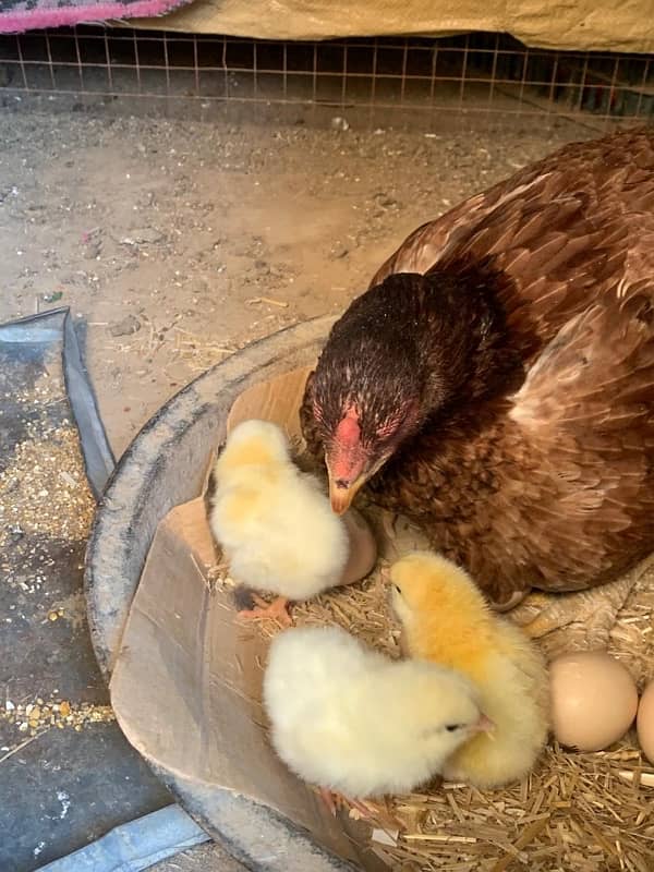 light susex eggs and chicks for sale 6