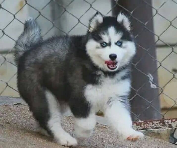 SIBERIAN HUSKY PUPPIES 0