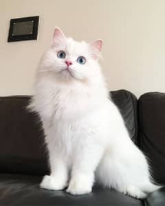 Turkish angora