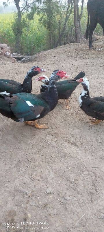 Ducks For Sale 1