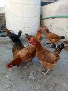 5 egg laying desi hens