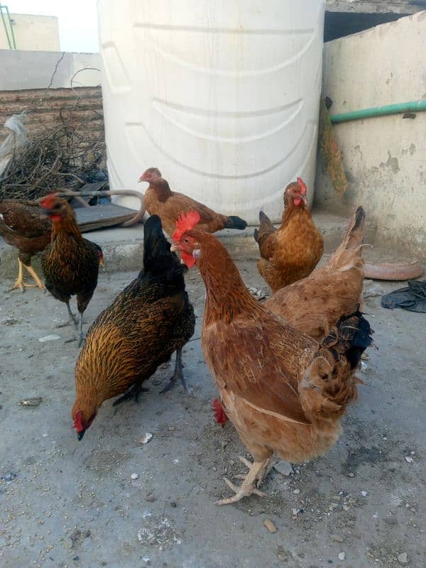 5 egg laying desi hens 1