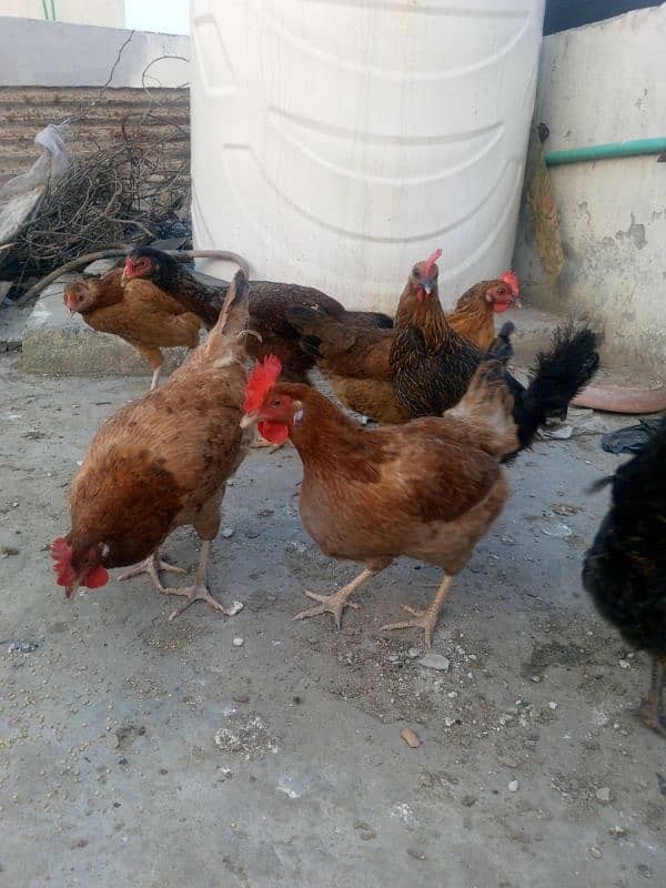 5 egg laying desi hens 2