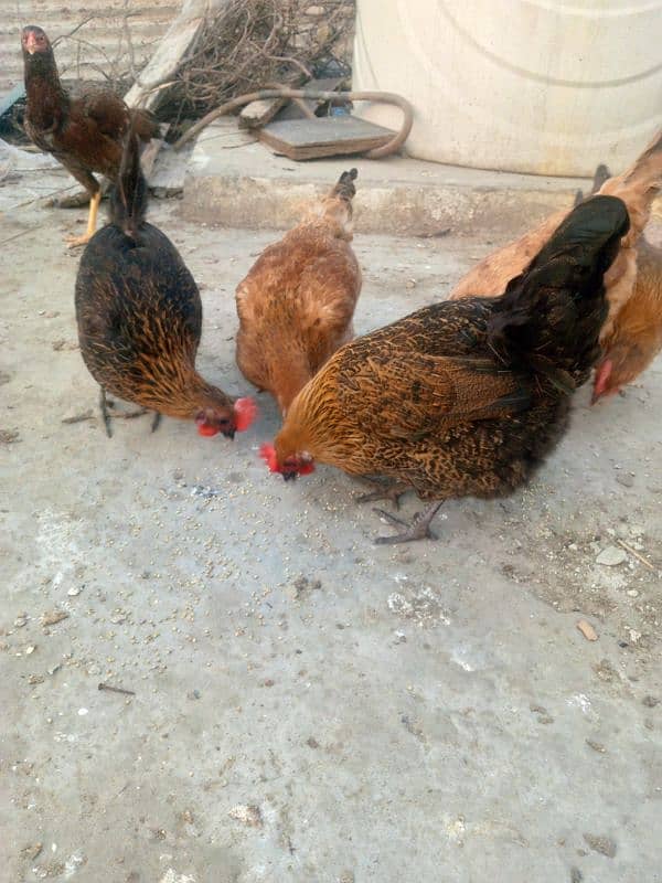 5 egg laying desi hens 3