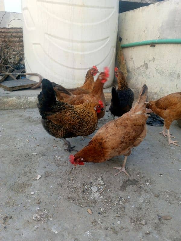 5 egg laying desi hens 4