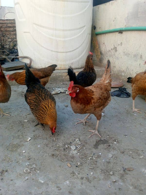 5 egg laying desi hens 5