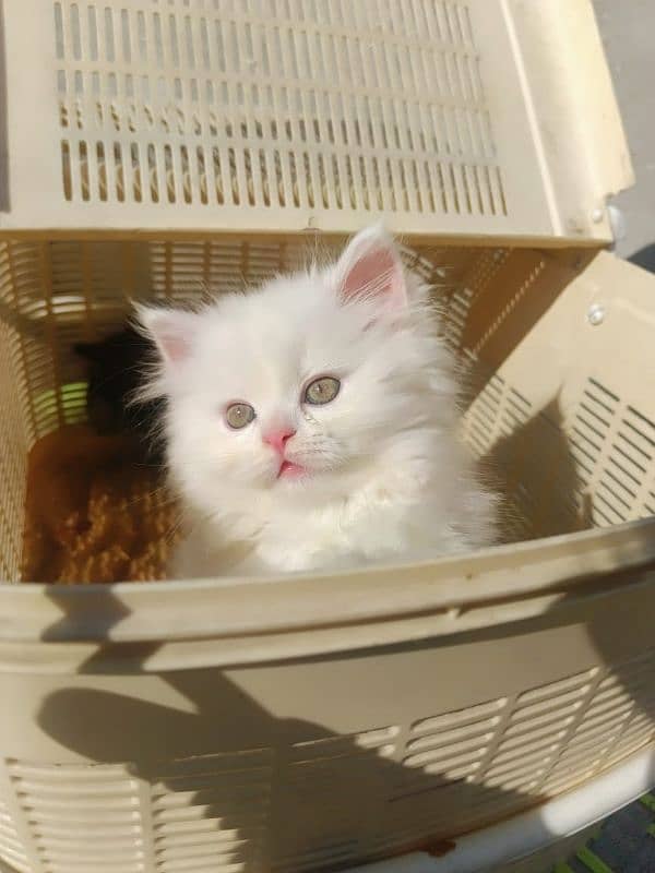 Looking for a lovely gorgeous pure bred White Persian Cat??? I got u!! 0