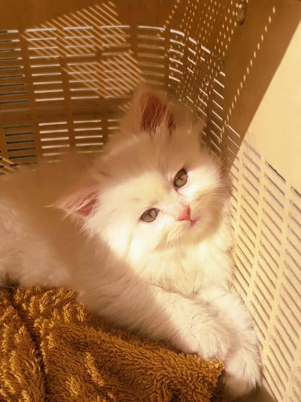 Looking for a lovely gorgeous pure bred White Persian Cat??? I got u!! 1