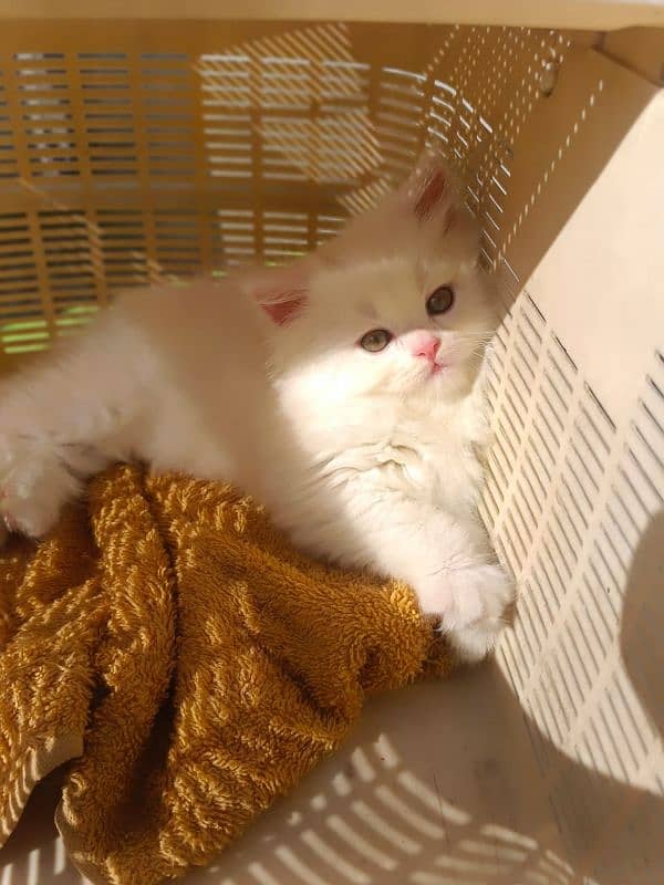 Looking for a lovely gorgeous pure bred White Persian Cat??? I got u!! 2