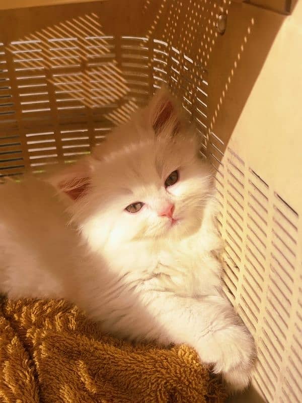 Looking for a lovely gorgeous pure bred White Persian Cat??? I got u!! 3