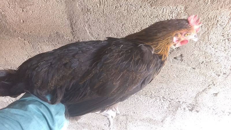 golden misri available for sale 2