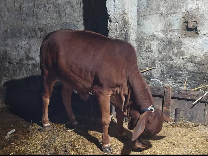 pure sahiwal heifers. . . . . price . . 250000 0