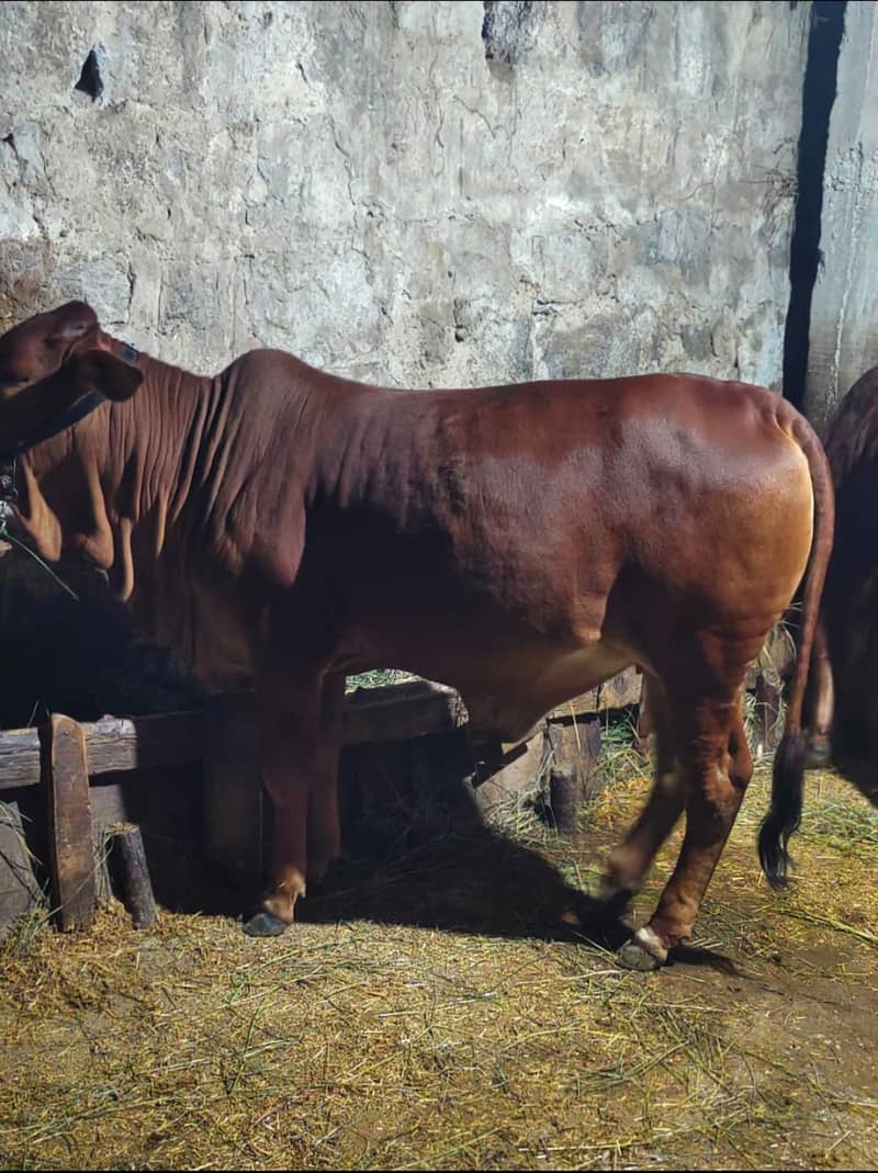 pure sahiwal heifers. . . . . price . . 250000 1