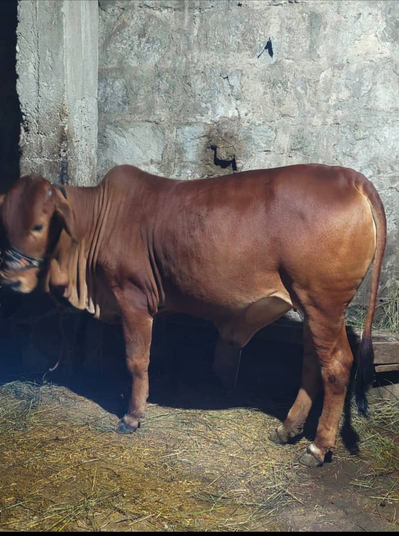 pure sahiwal heifers. . . . . price . . 250000 2