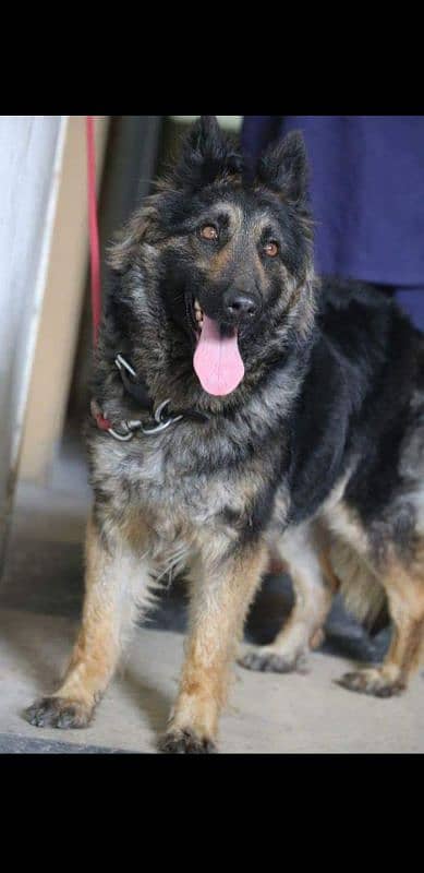 Belgian shepherd for sale in Islamabad 0