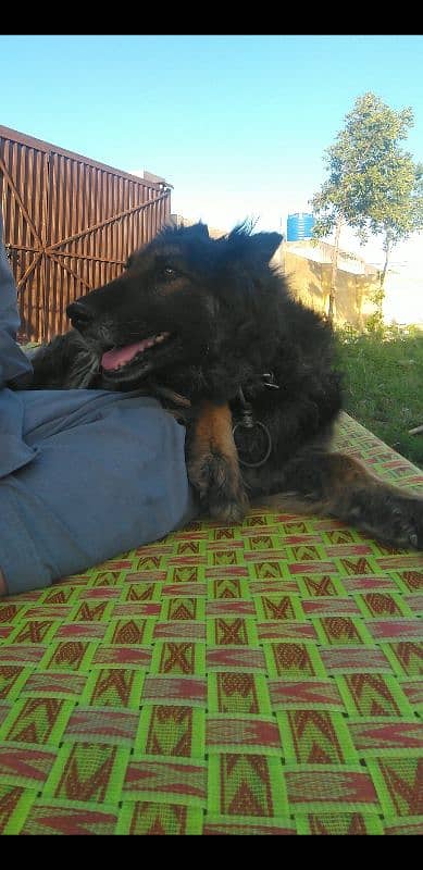 Belgian shepherd for sale in Islamabad 1