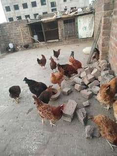 Desi Misri hens