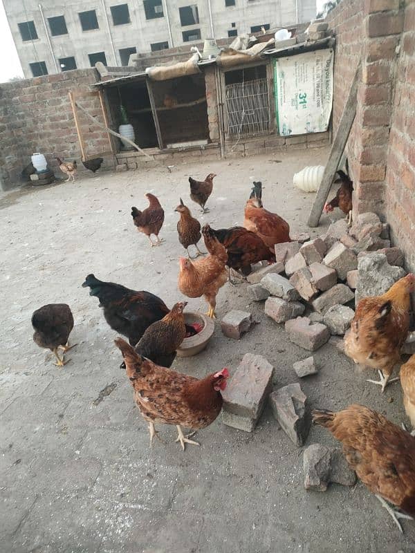 Desi Misri hens 0