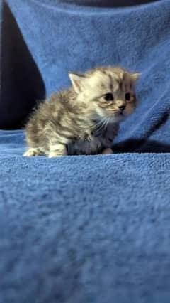 Persian kittens for sale