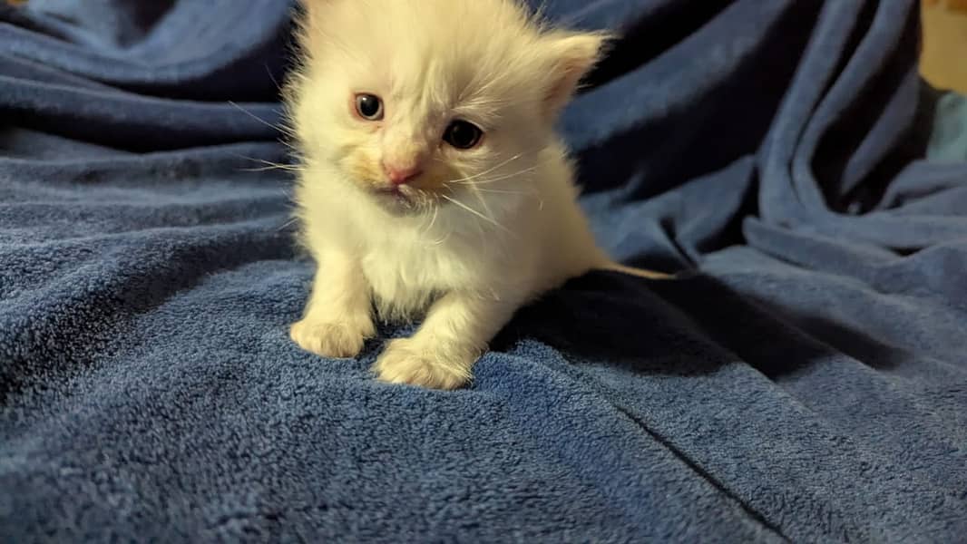 Persian kittens for sale 2