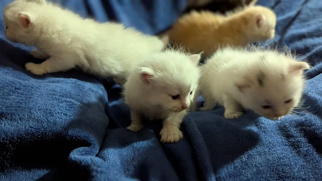 Persian kittens for sale 6