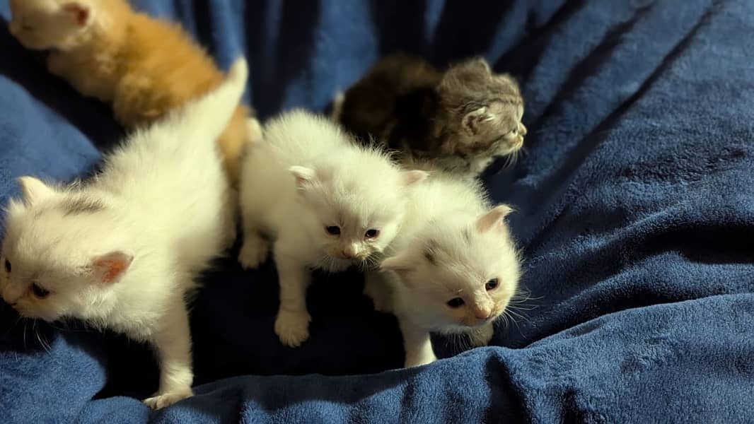 Persian kittens for sale 7