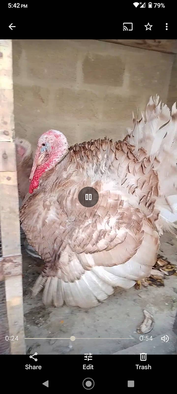 Turkey Male 4