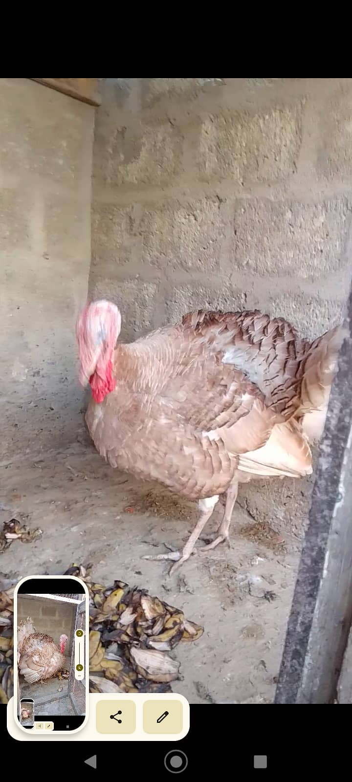 Turkey Male 5