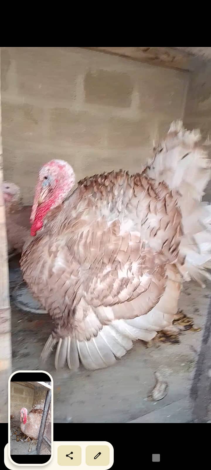 Turkey Male 7