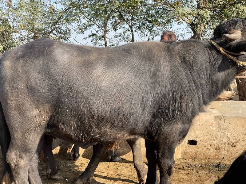 Male buffalo for sale (03026534690 1