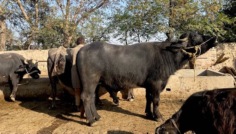 Male buffalo for sale (03026534690 2