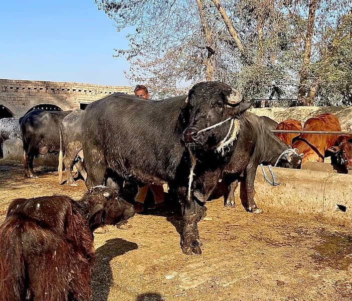 Male buffalo for sale (03026534690 3