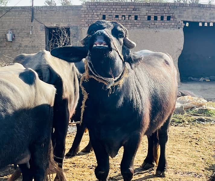 Male buffalo for sale (03026534690 5