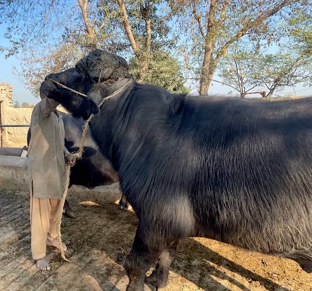 Male buffalo for sale (03026534690 6